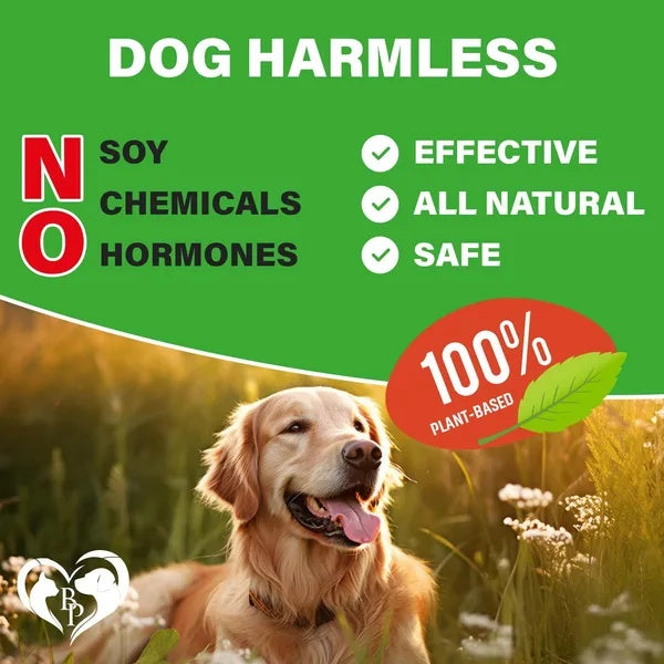 Dog Hip And Joint Supplement Arthritis Pain Relief Treats Glucosamine Chondroitin MSM Soft Chews